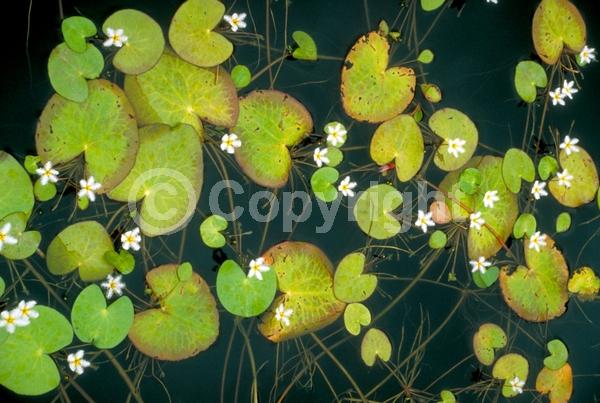 White blooms; Evergreen; North American Native