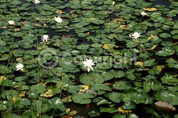 White blooms; Deciduous; North American Native