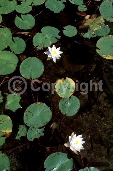 White blooms; Deciduous; North American Native