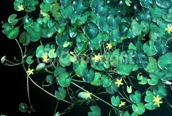 Yellow blooms; Evergreen; North American Native