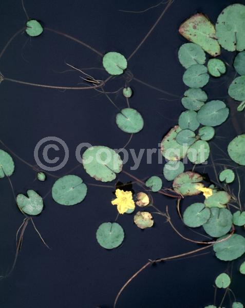 Yellow blooms; Evergreen; North American Native