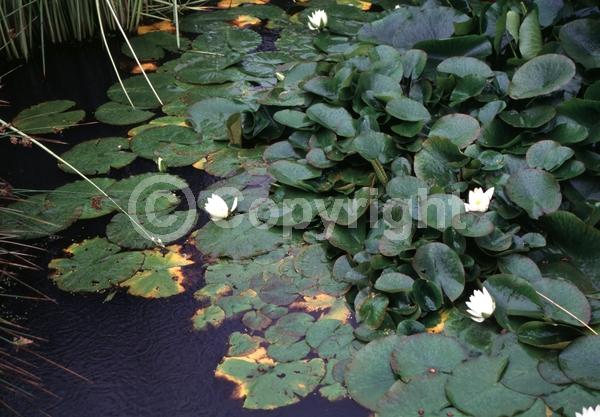 White blooms; Deciduous