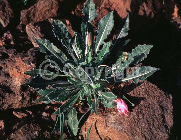 Pink blooms; North American Native