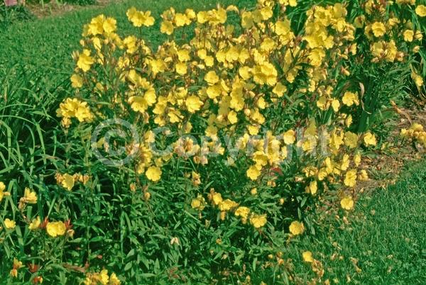 Yellow blooms; North American Native