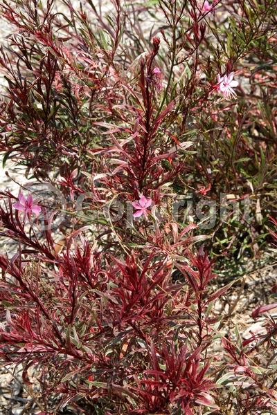 Pink blooms; Semi-evergreen; North American Native