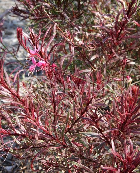 Pink blooms; Semi-evergreen; North American Native