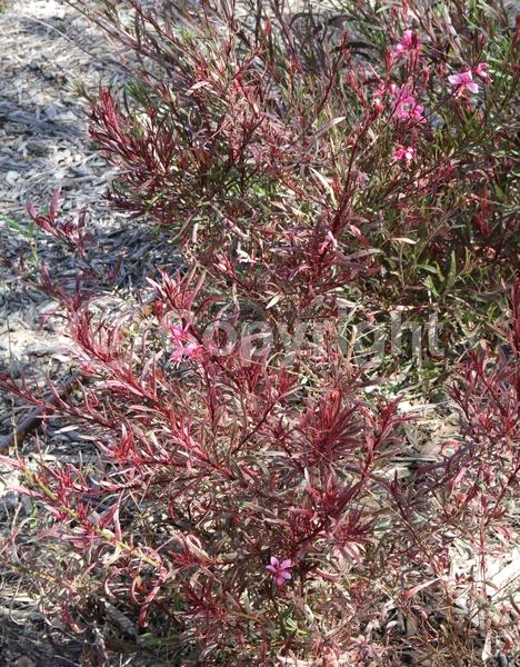 Pink blooms; Semi-evergreen; North American Native