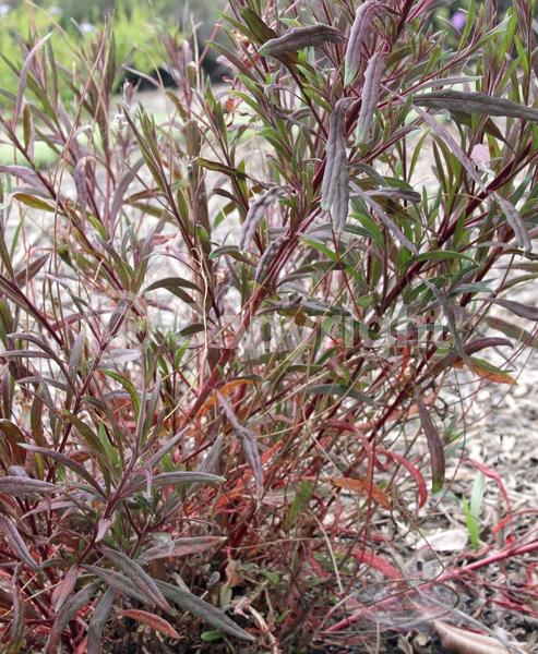 Pink blooms; Semi-evergreen; North American Native