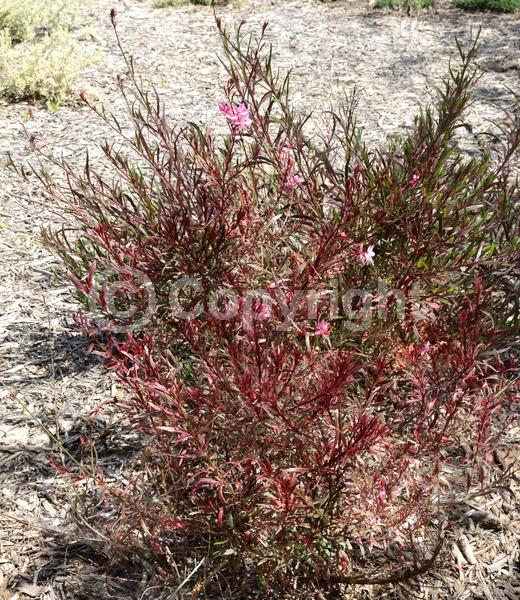 Pink blooms; Semi-evergreen; North American Native