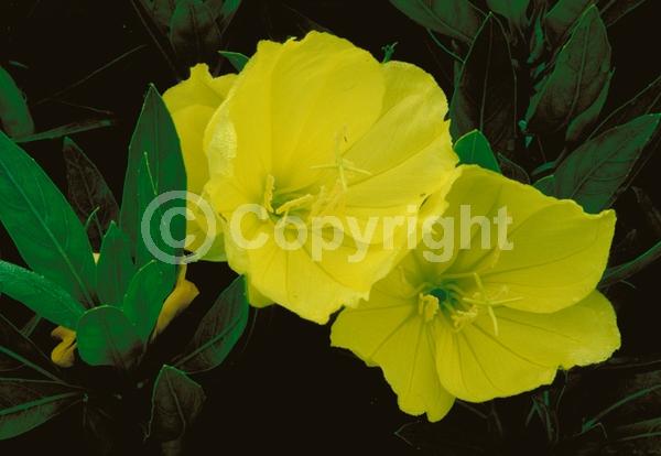 Yellow blooms; Deciduous; North American Native