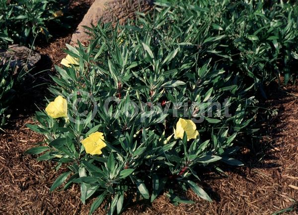 Yellow blooms; Deciduous; North American Native
