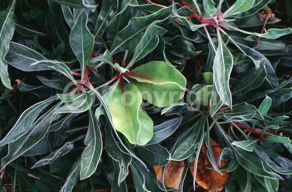 Yellow blooms; Deciduous; North American Native