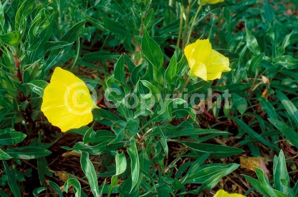 Yellow blooms; Deciduous; North American Native