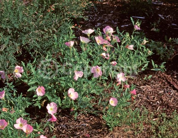 Pink blooms; North American Native