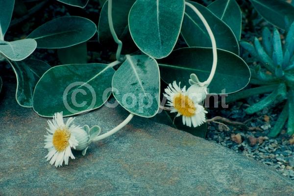 Yellow blooms; White blooms; Evergreen