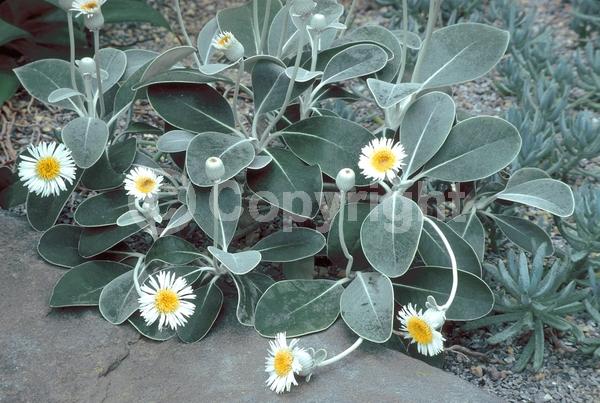 Yellow blooms; White blooms; Evergreen