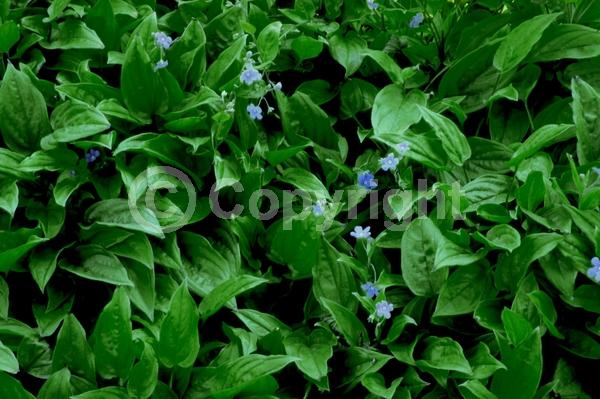 Blue blooms; Evergreen; Deciduous