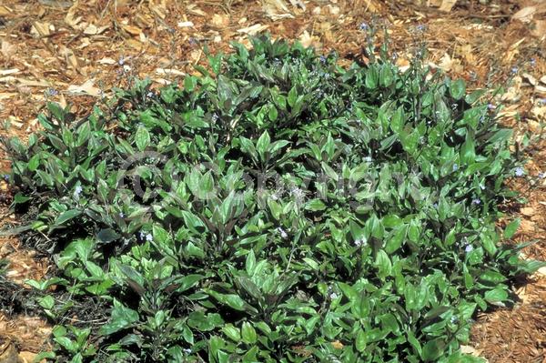 Blue blooms; Evergreen; Deciduous