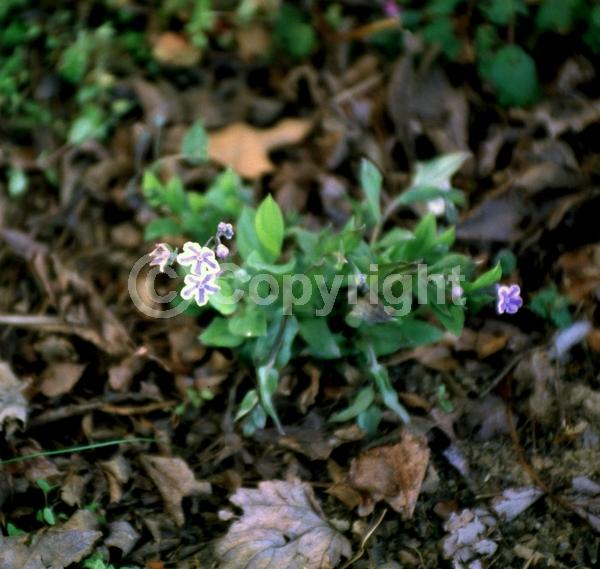Blue blooms; White blooms; Evergreen; Deciduous; Broadleaf