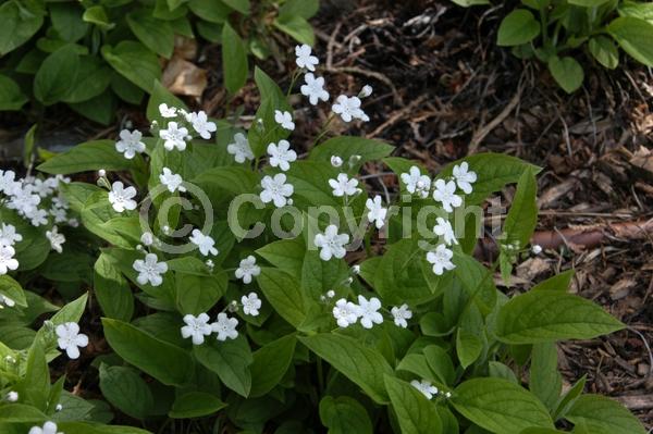 White blooms; Deciduous
