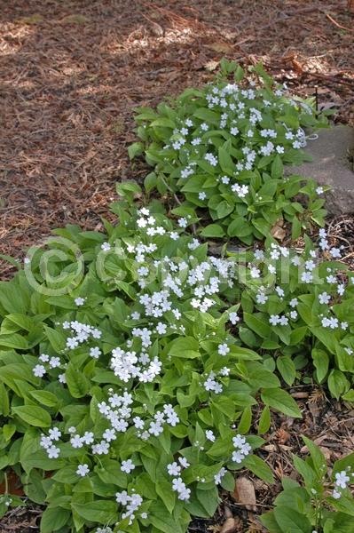 White blooms; Deciduous