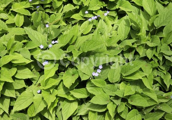 Blue blooms; Semi-evergreen