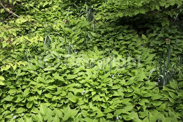 Blue blooms; Semi-evergreen