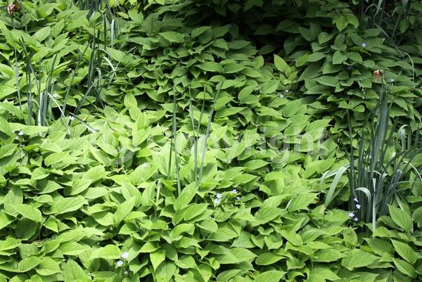 Blue blooms; Semi-evergreen