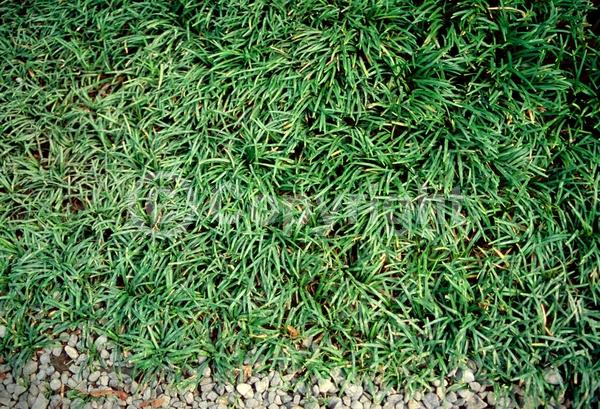 Purple blooms; White blooms; Evergreen; Needles or needle-like leaf