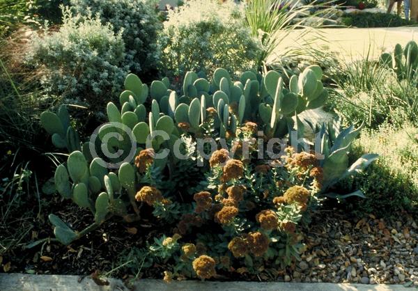 Red blooms; Orange blooms; Yellow blooms; Deciduous