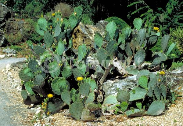 Red blooms; Orange blooms; Yellow blooms; Deciduous