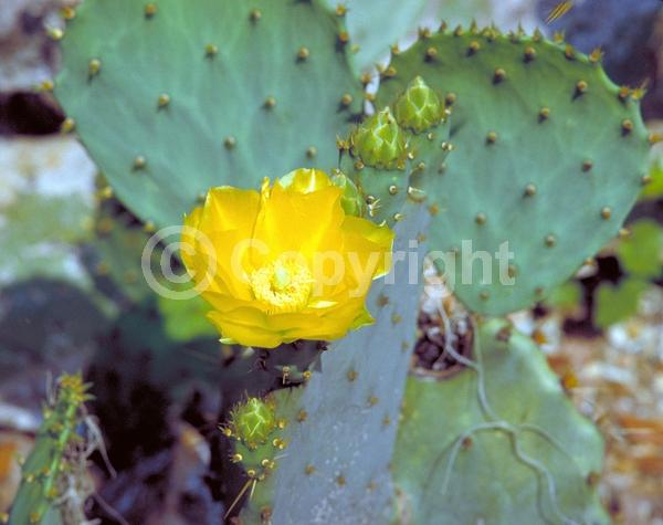 Red blooms; Orange blooms; Yellow blooms; Deciduous