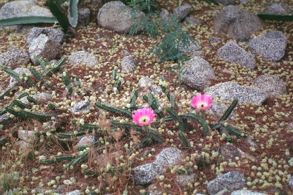 Red blooms; Orange blooms; Yellow blooms; Deciduous