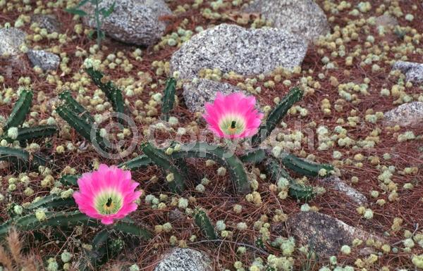 Red blooms; Orange blooms; Yellow blooms; Deciduous