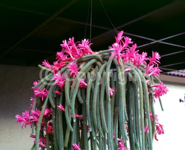 Red blooms; Orange blooms; Yellow blooms; Deciduous