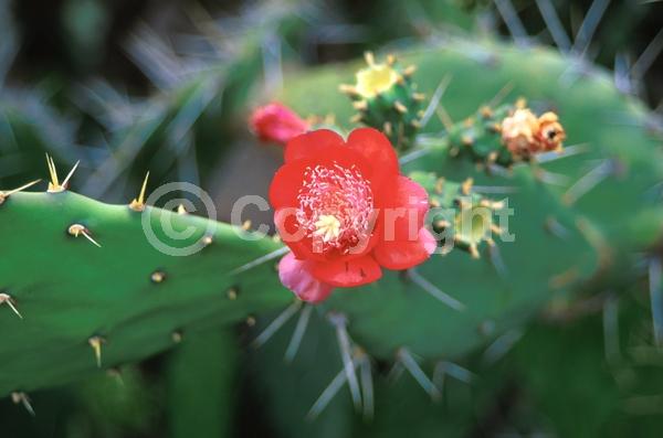 Red blooms; Orange blooms; Yellow blooms; Deciduous