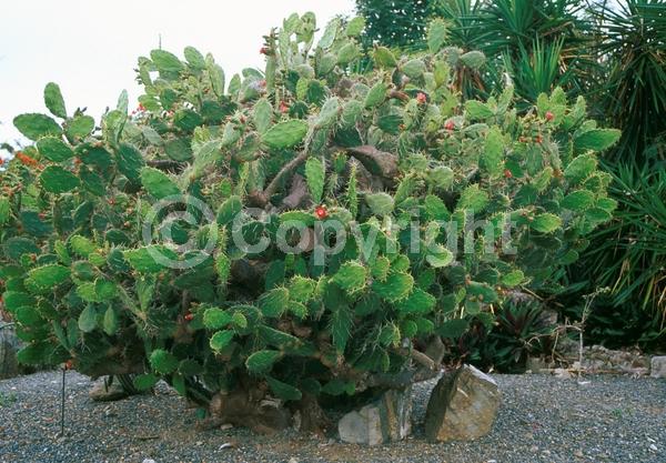 Red blooms; Orange blooms; Yellow blooms; Deciduous