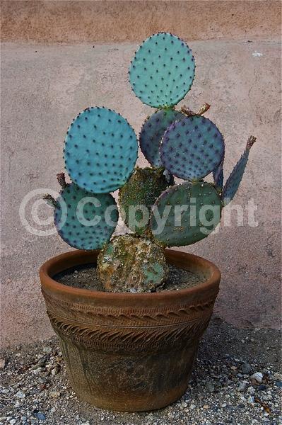 Red blooms; Orange blooms; Yellow blooms; Deciduous; North American Native