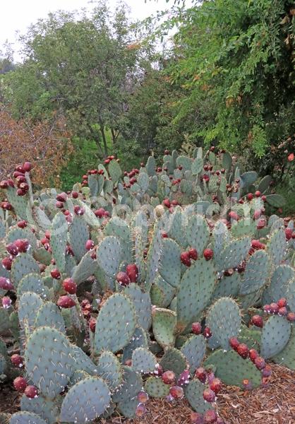 Red blooms; Yellow blooms; Deciduous; North American Native