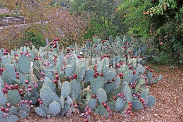 Red blooms; Yellow blooms; Deciduous; North American Native