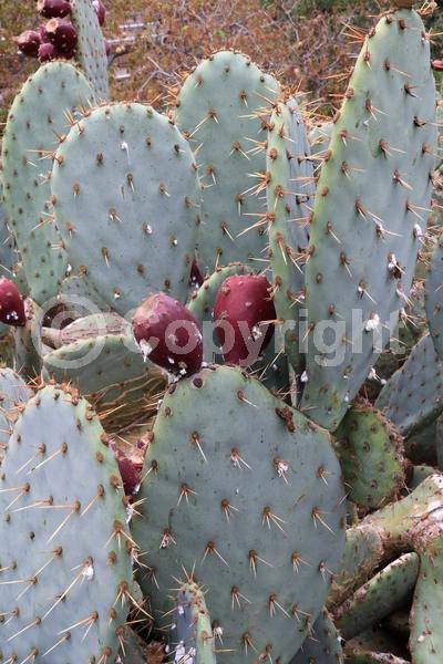 Red blooms; Yellow blooms; Deciduous; North American Native
