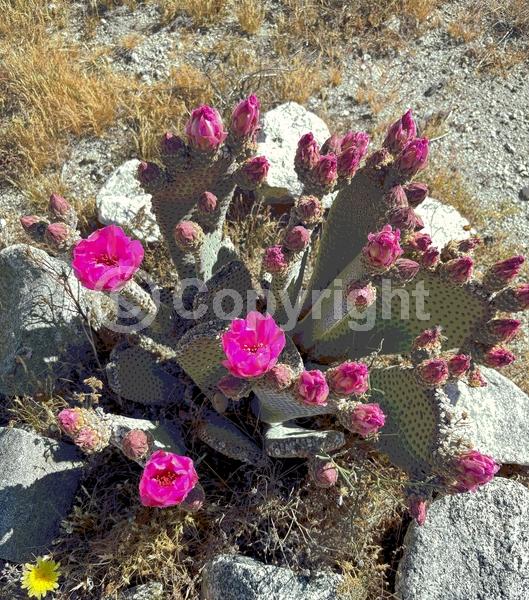 Red blooms; Yellow blooms; White blooms; North American Native
