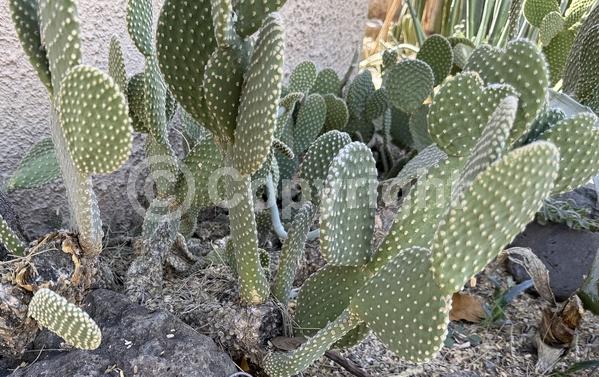 Red blooms; Yellow blooms; Deciduous; North American Native
