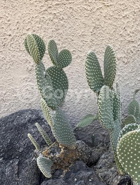 Red blooms; Yellow blooms; Deciduous; North American Native