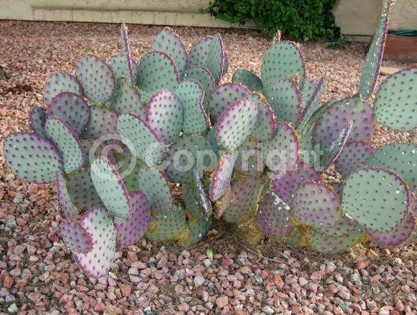 Red blooms; Orange blooms; Yellow blooms; Deciduous