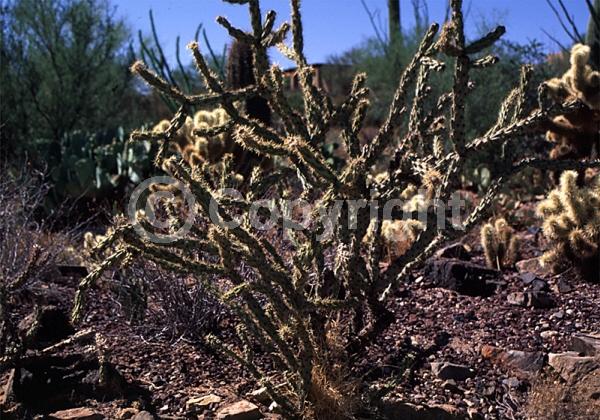Red blooms; Evergreen; North American Native
