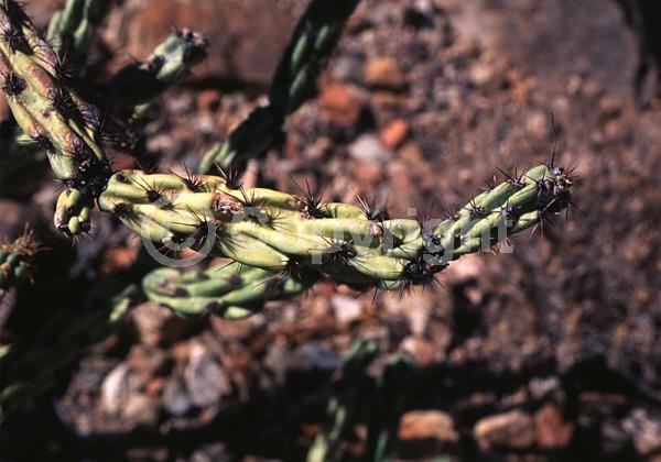 Red blooms; Yellow blooms; Deciduous; North American Native