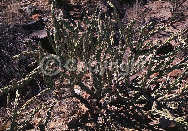 Red blooms; Yellow blooms; Deciduous; North American Native