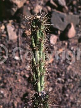 Red blooms; Evergreen; North American Native
