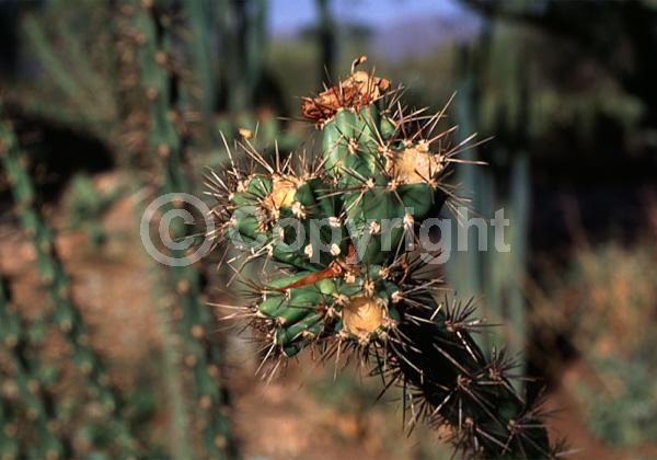 Red blooms; Evergreen; North American Native